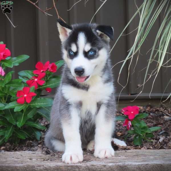 Princess, Siberian Husky Puppy